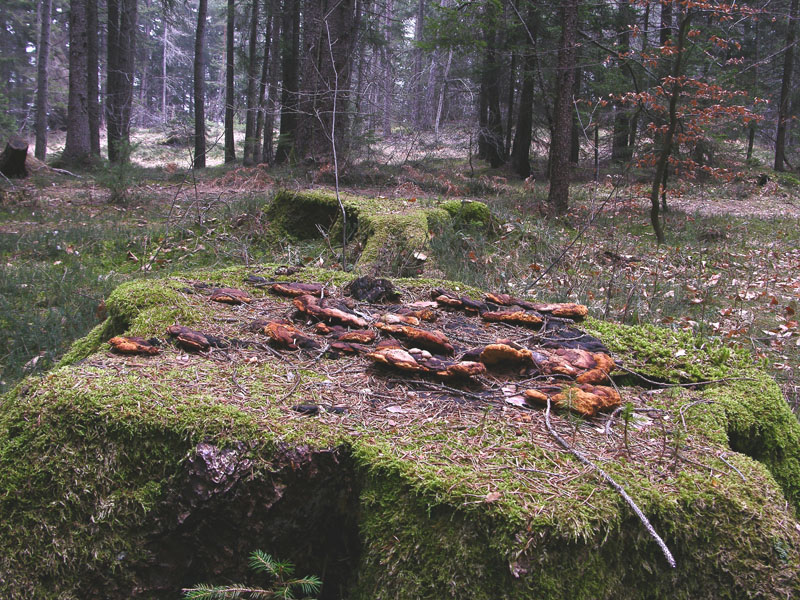 Gloeophyllum odoratum.